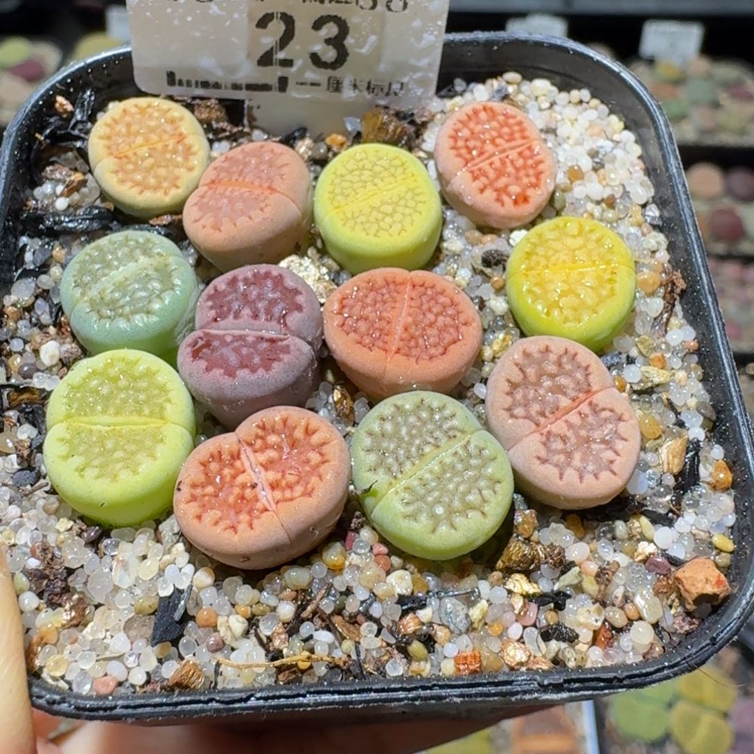 Ssss便宜出了清仓23