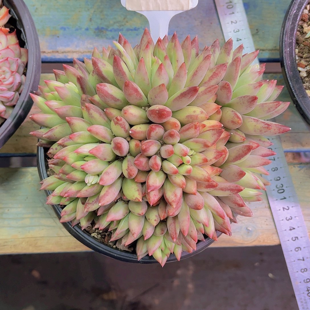 4***7岩字Ａ886号一颗一物一拍