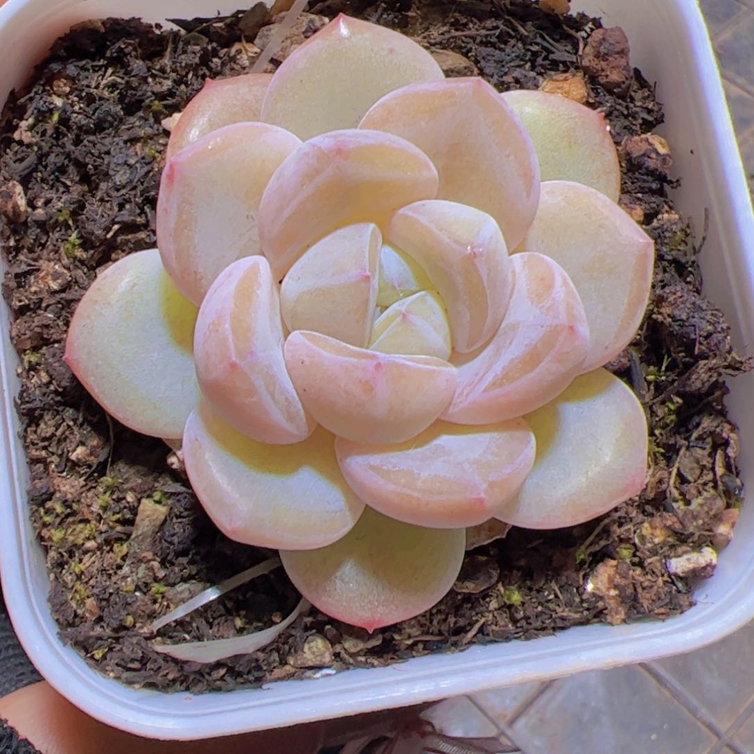 过**云珍妮，多肉植物，