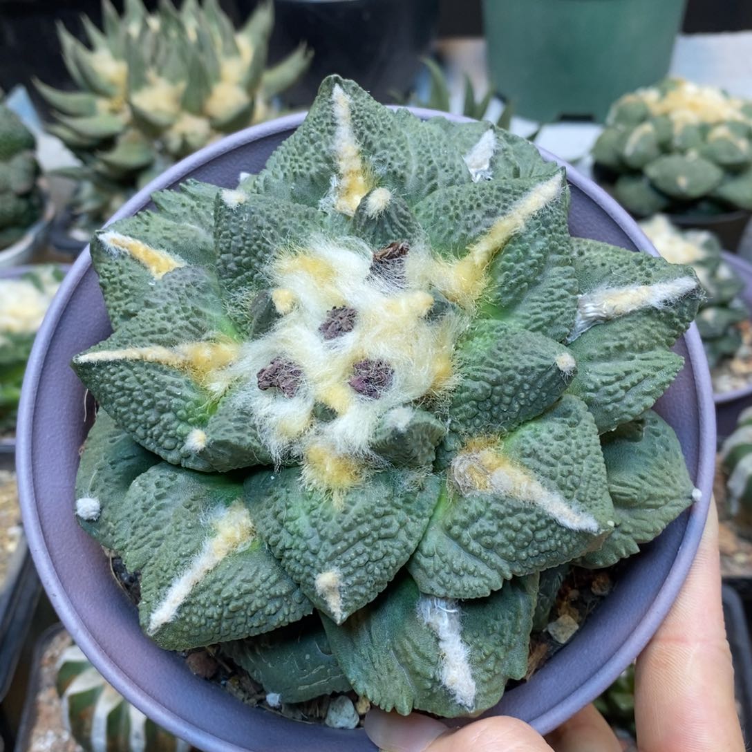     32号 自根 叉尤哥斯拉12.5公分带盆土