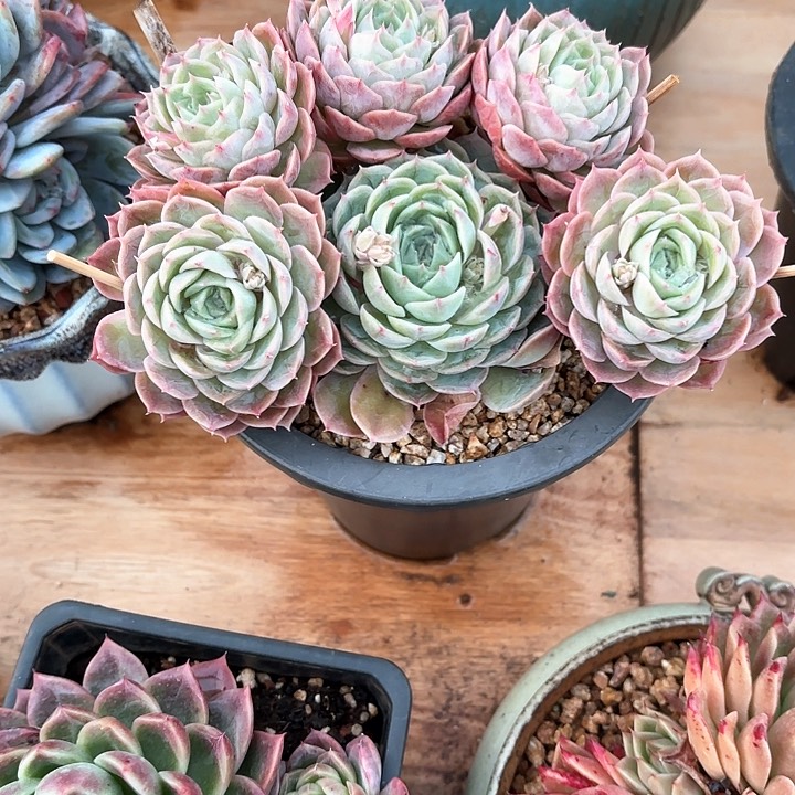 多肉植物，昂斯若