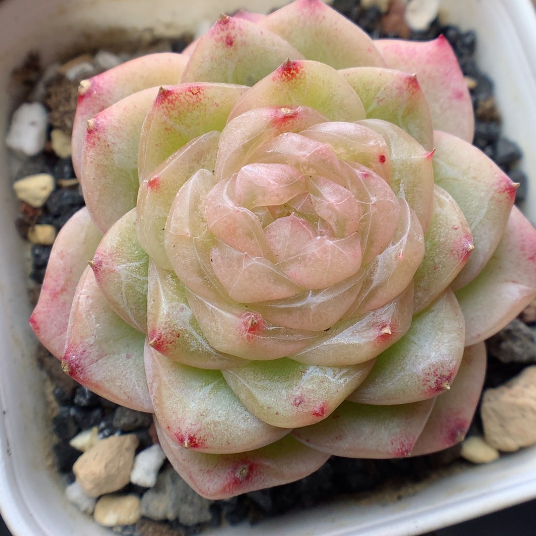 多肉植物。 糖心107