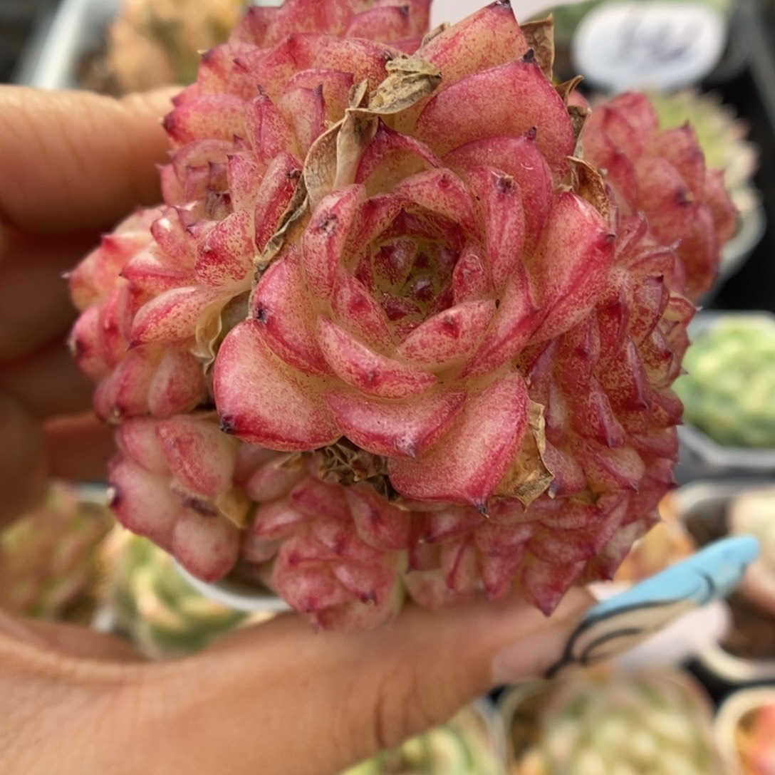 血斑麦秆群生595号。  