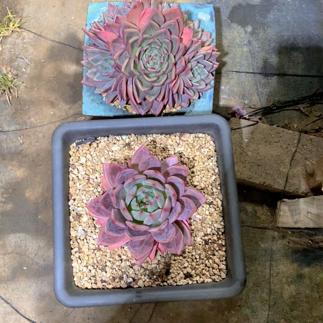 茶***明香槟多肉植物二个