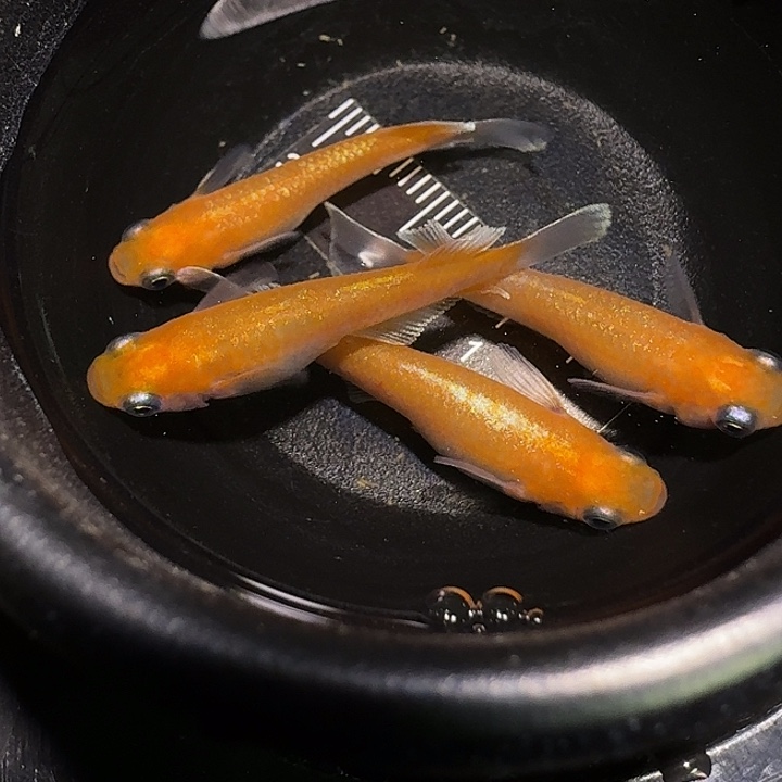 青鳉鱼一物一拍639
