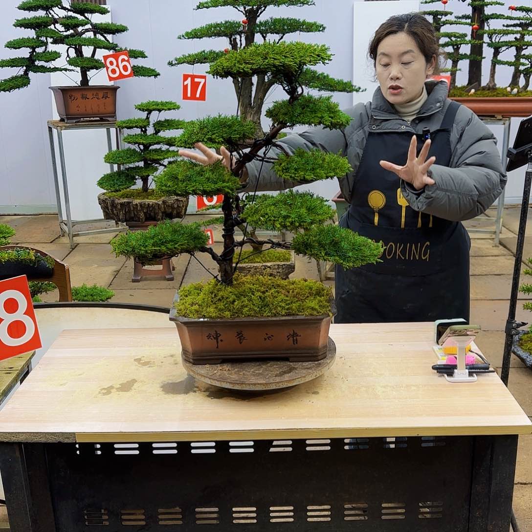 盆景直播间一物一拍