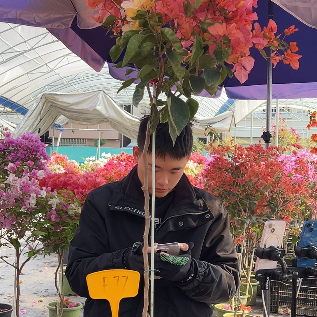 清****大部分花苞少量开放F77阿达纳