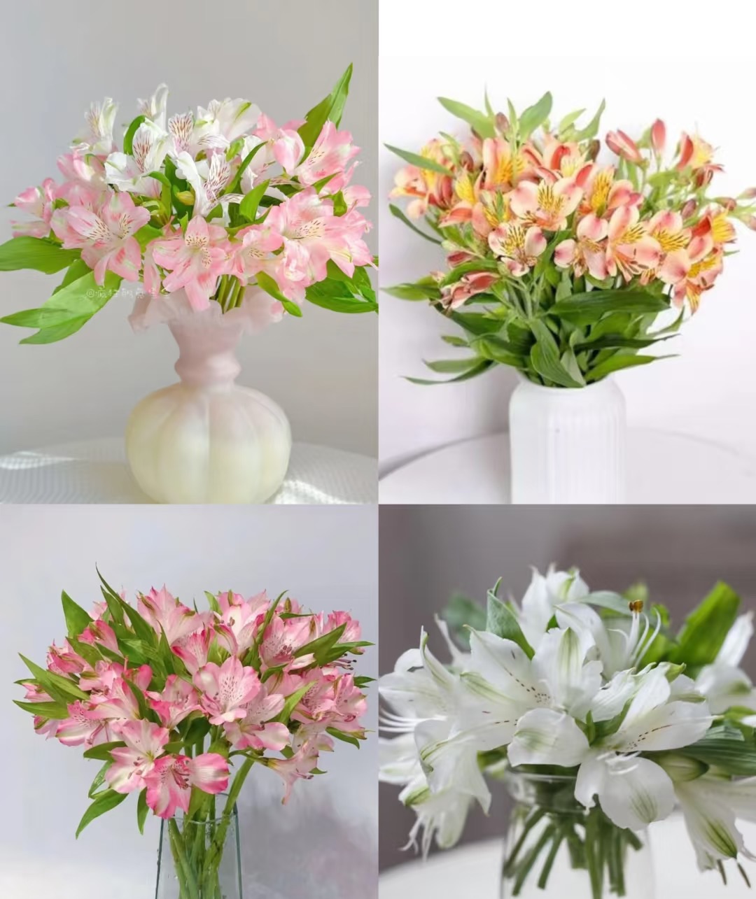 【买一送一】混/橙/粉/白六出 [水仙百合 无香] 花瓣似蝴蝶翅膀 