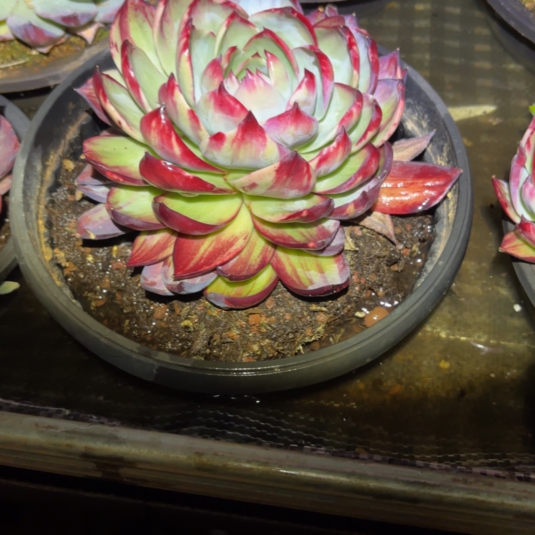 月***琴哈哈哈哈哈哈哈哈哈哈