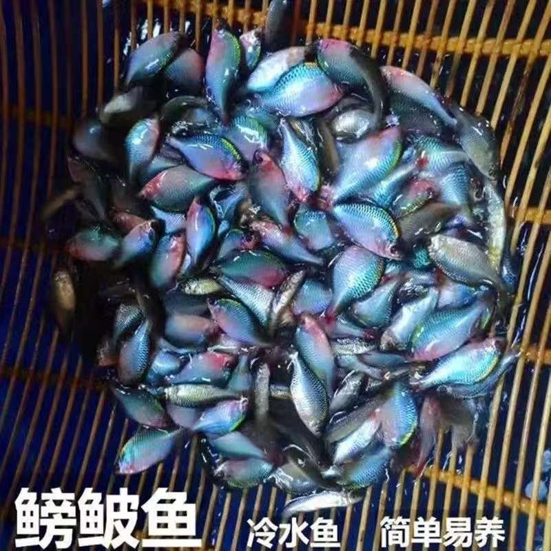 鳑鲏鱼观赏鱼冷水鱼原生鱼高体活体淡水鱼好养群游
