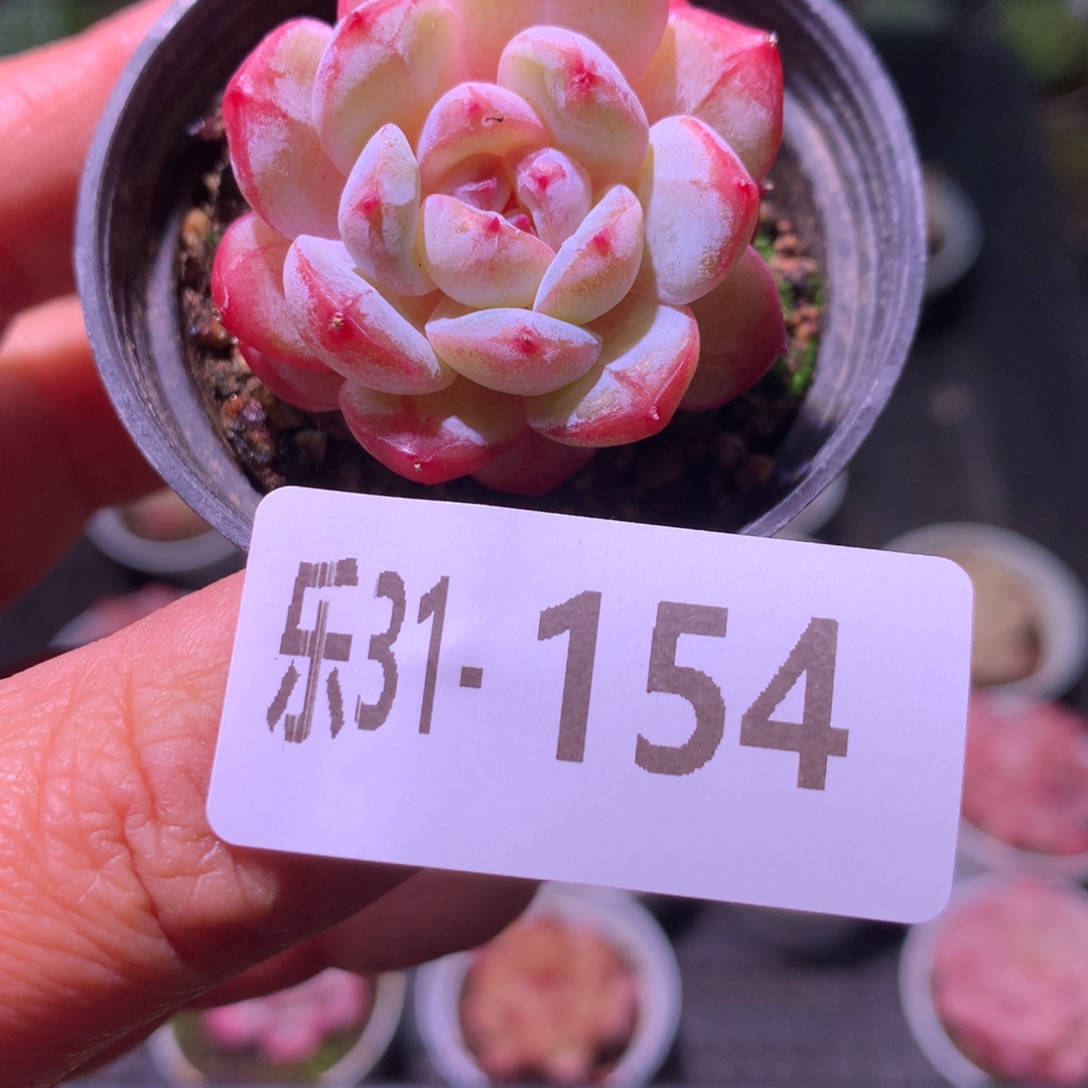 乐然31-154 雪颜玉 