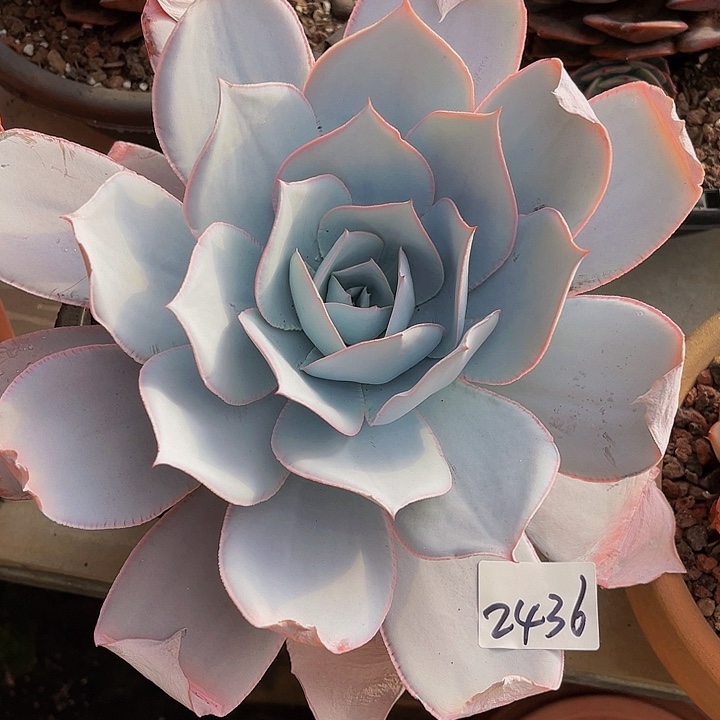 健*梦广寒宫单2436