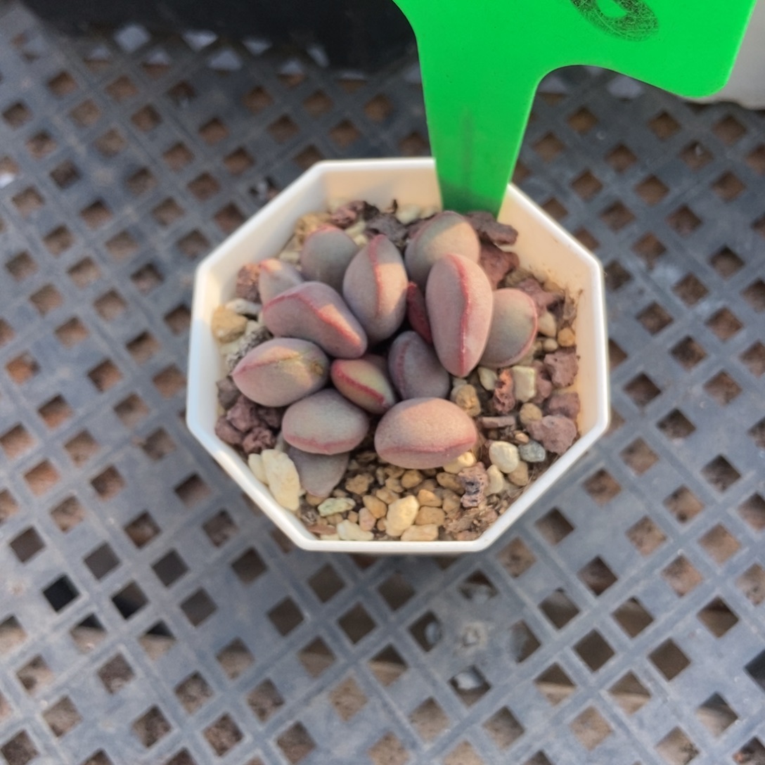 808红蛋多肉植物多肉