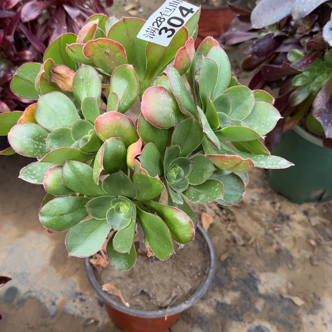 艳姿多肉304满28包邮断枝不包