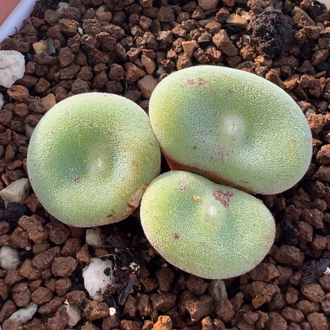 985多肉植物种类多样