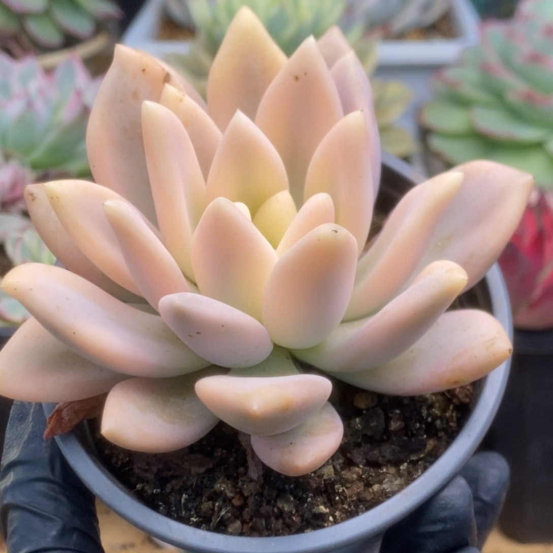 210宽锦奥普锦锦锦