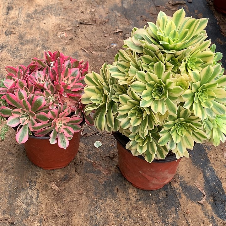 多肉植物两颗组合金丝7