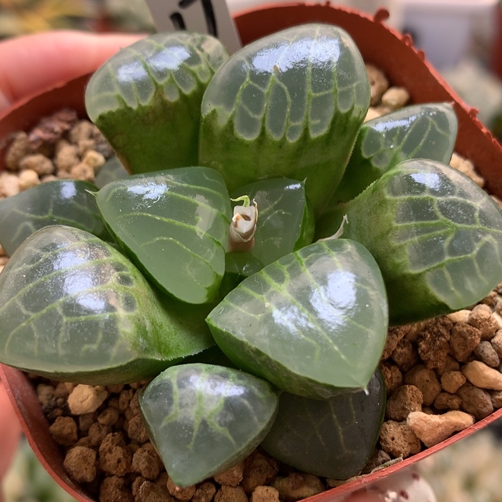 冰魄女王带盆土发货