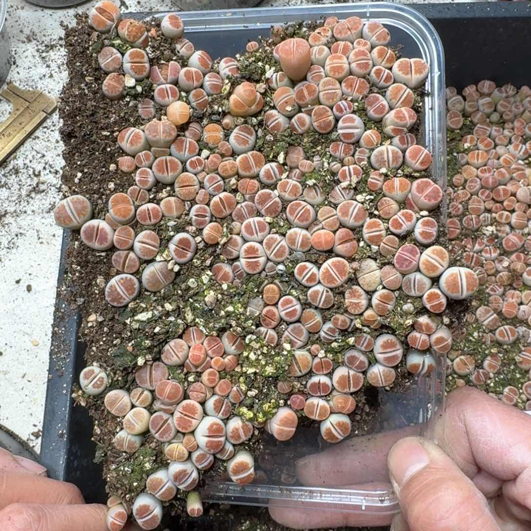 537。红窗一大盒多肉植物