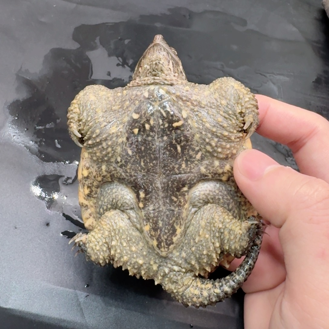 宠物龟不分公母111