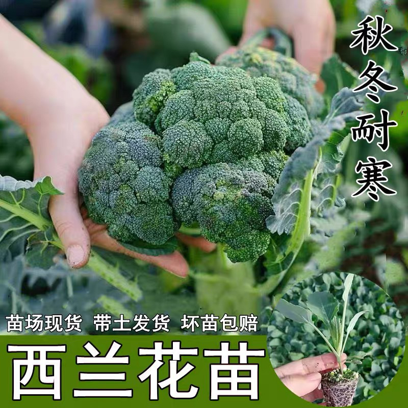 西兰花秧苗花菜苗西兰花苗秧盆栽耐寒蔬菜苗