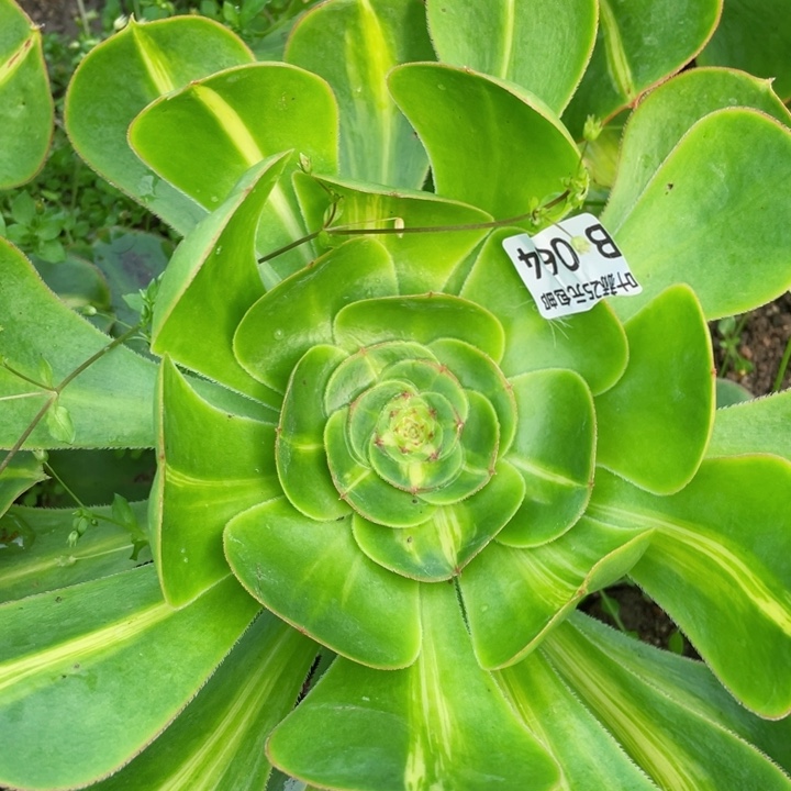 64暴君多肉12345678