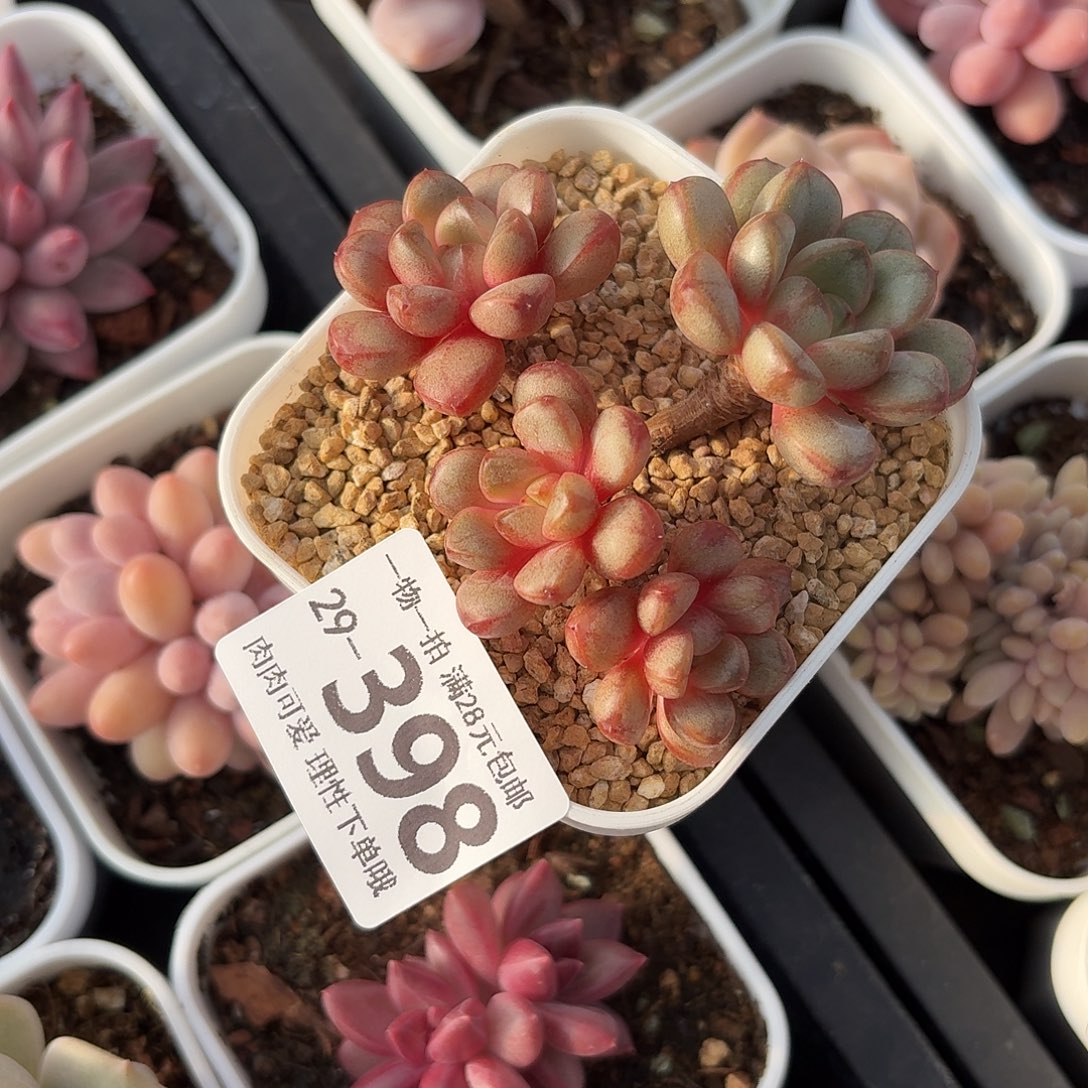 草****葡萄无盆土发货无