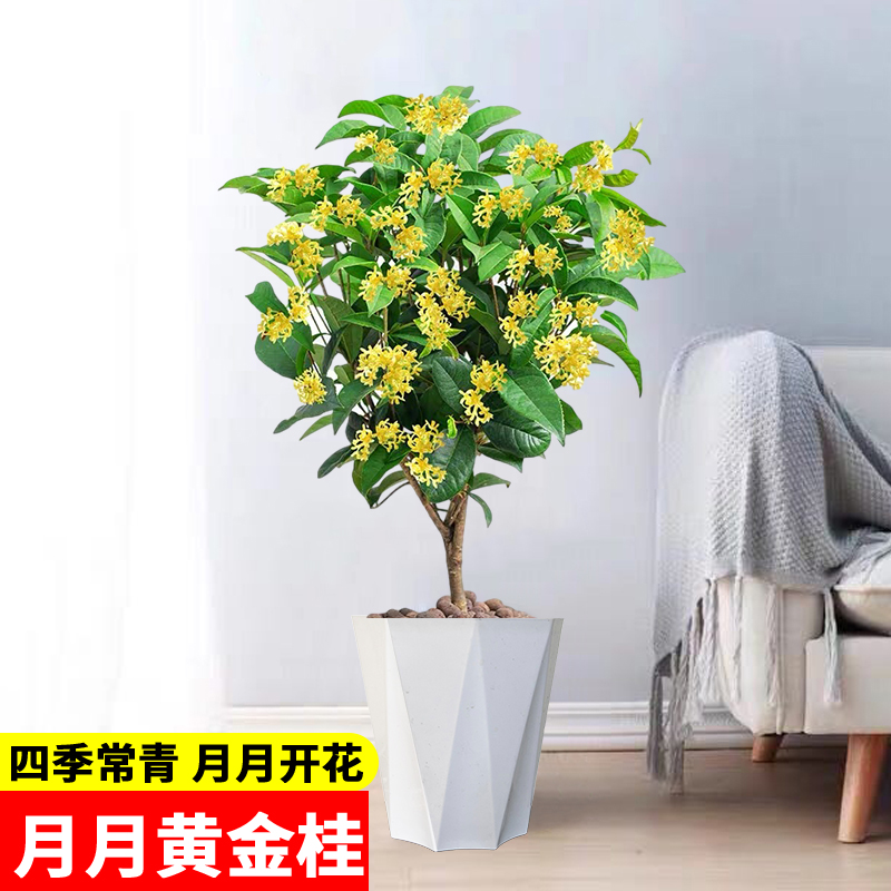 【6年大苗 月月开花黄金桂 带花苞 带盆带土】浓香花卉盆栽四季常青