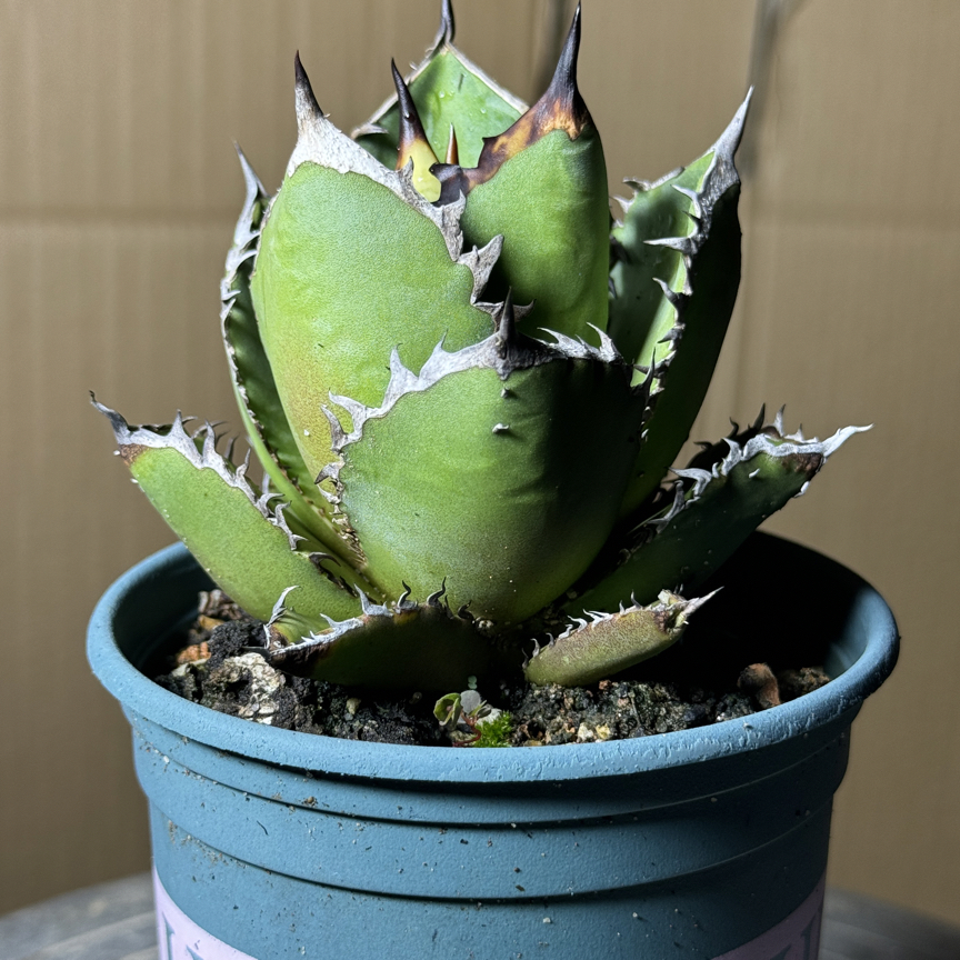 黑火焰仁王冠龙舌兰