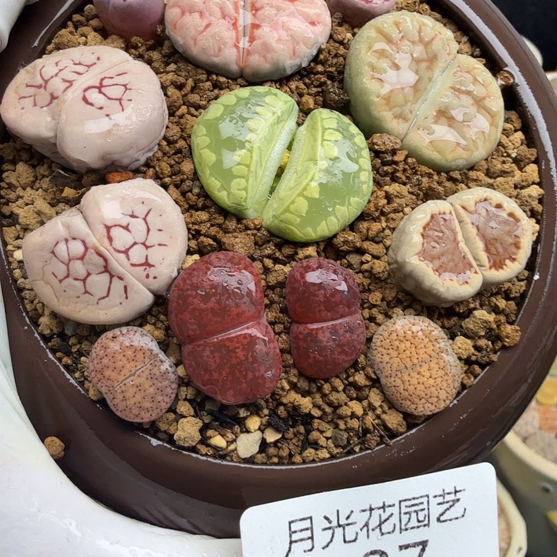 哈哈笑到最后才037哈哈