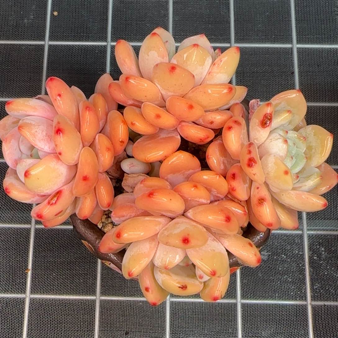 从前慢花园精选多肉冷香