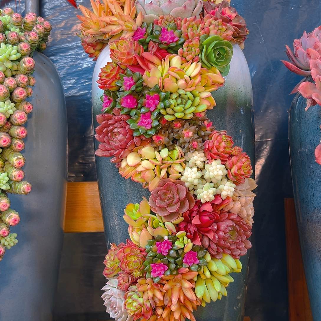 521龙凤花园花园多肉