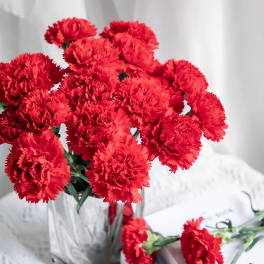【红色康乃馨】昆明鲜花批发次日达
