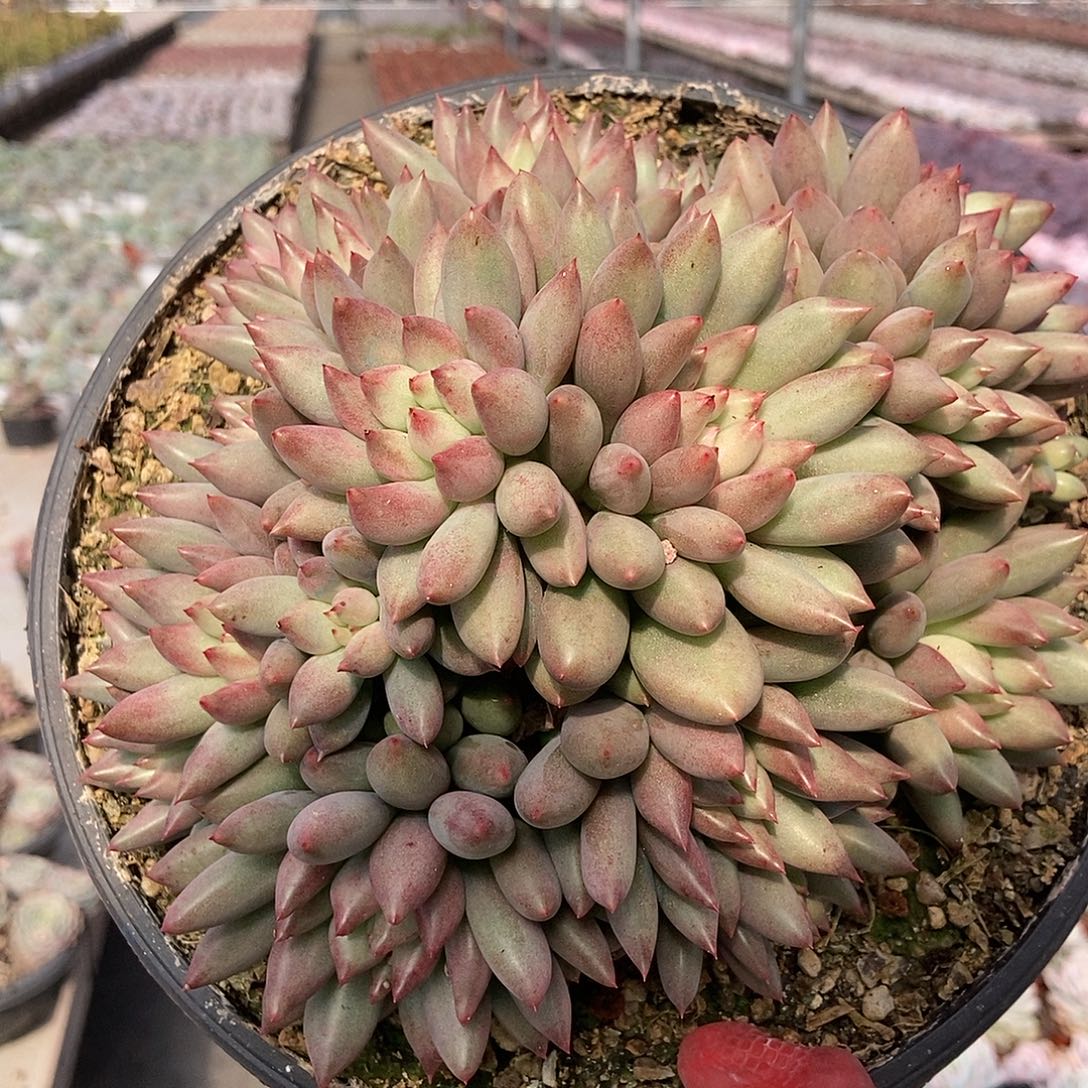 岩字随机10头无砍