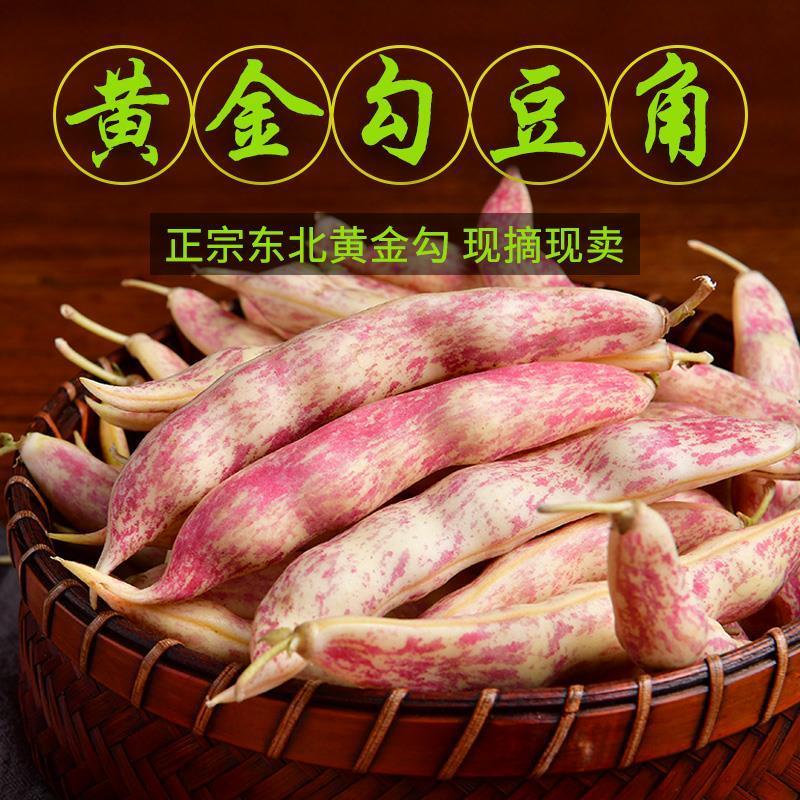 东北红金钩油豆角开锅烂产地直发