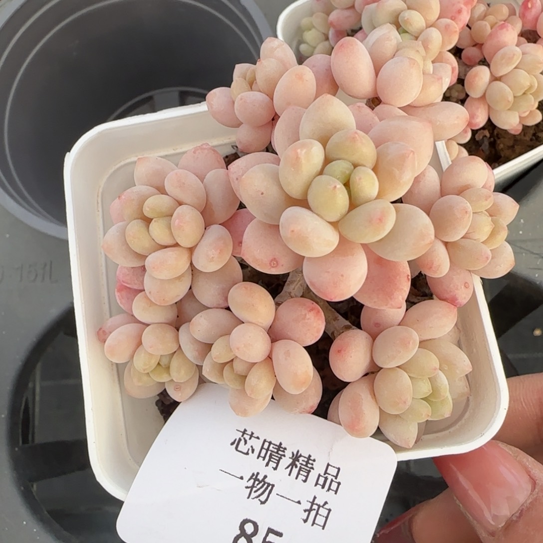 闪购精品多肉85号