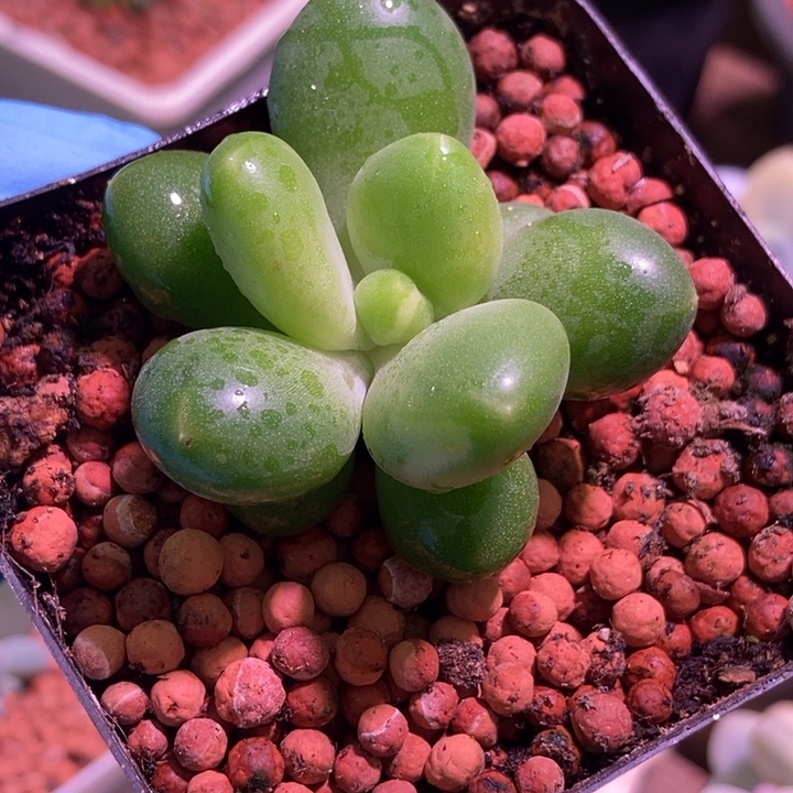 欢***潘朵拉锦多肉植物