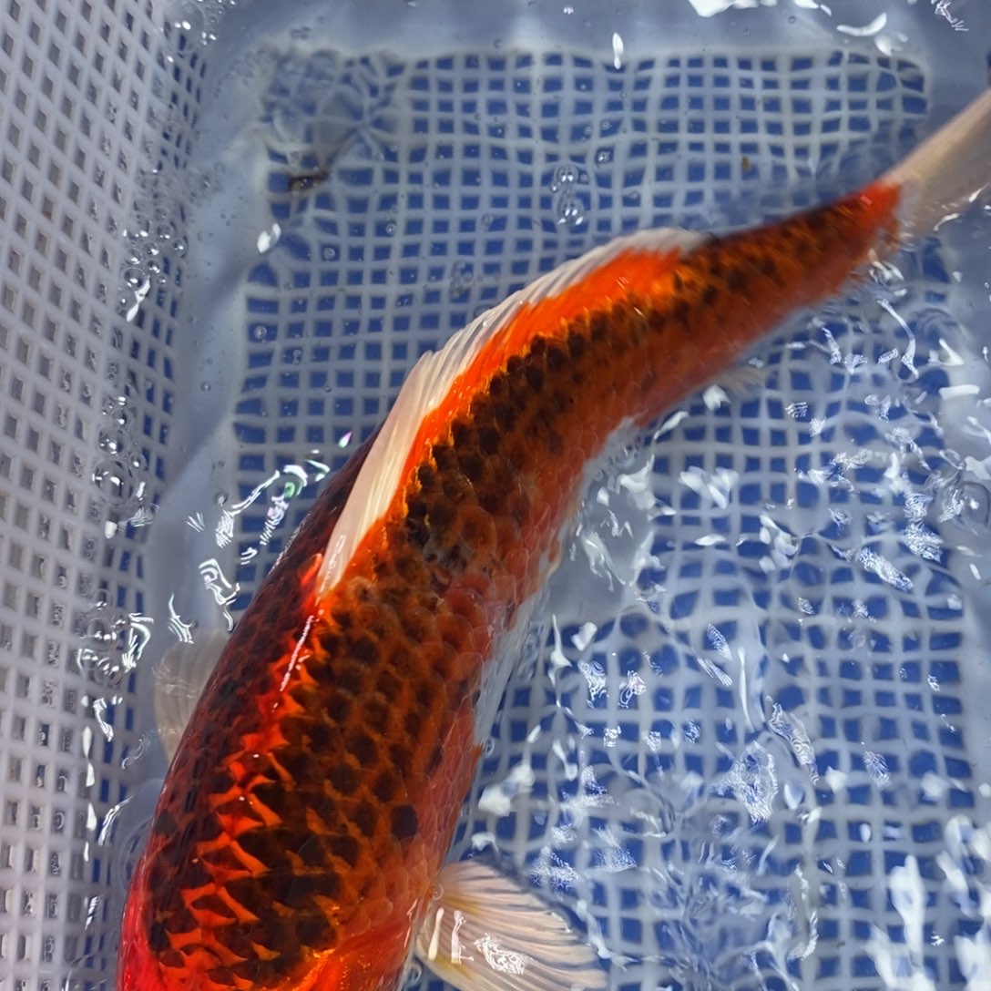 锦鲤冷水锦鲤包邮