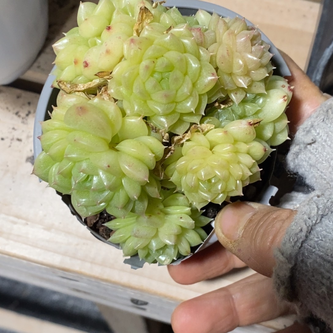 精品多肉一物一拍不包整402