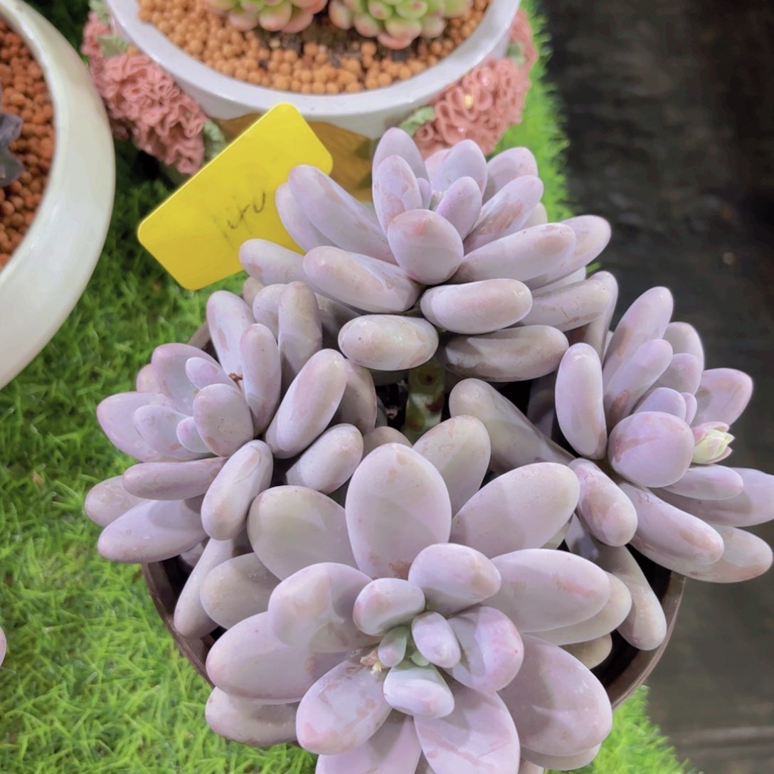 贾****J我的小可爱们都好可爱