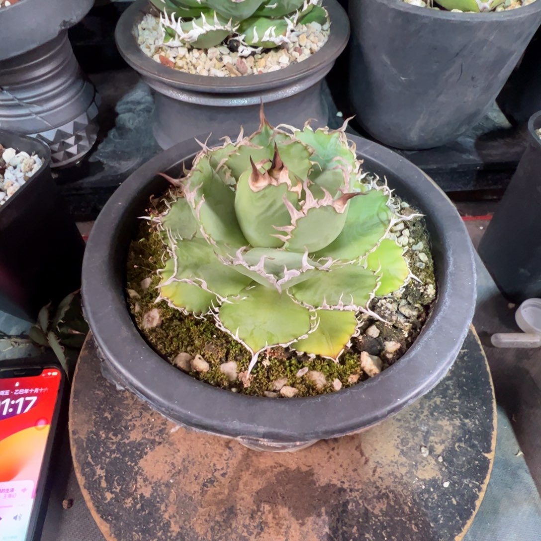 太***亮蕾丝大大大大大大大