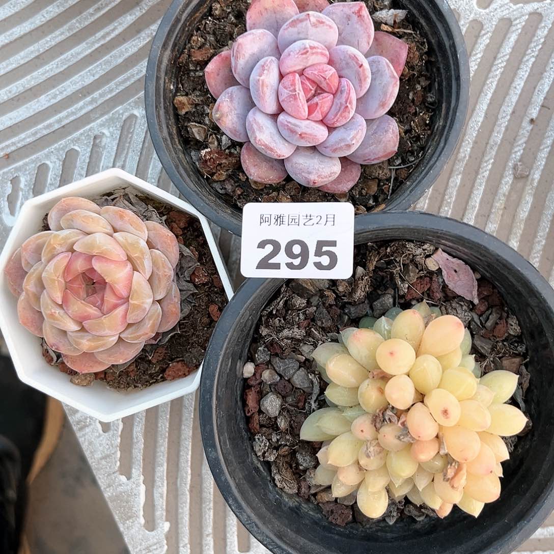 阿雅园艺。       295