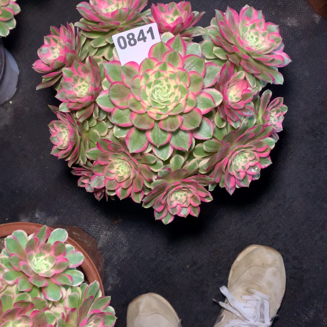 孔雀翎841法师多肉植物45000000