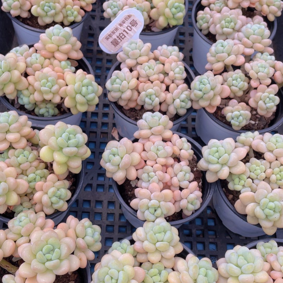 量拍10号 洛可可老桩大群生一个m