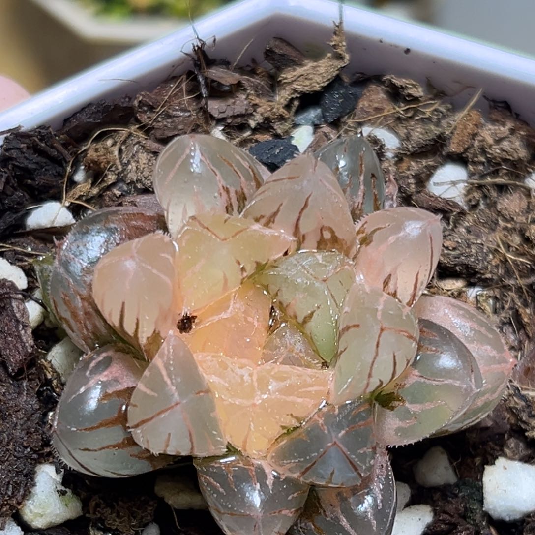 恭喜发财大吉大利778