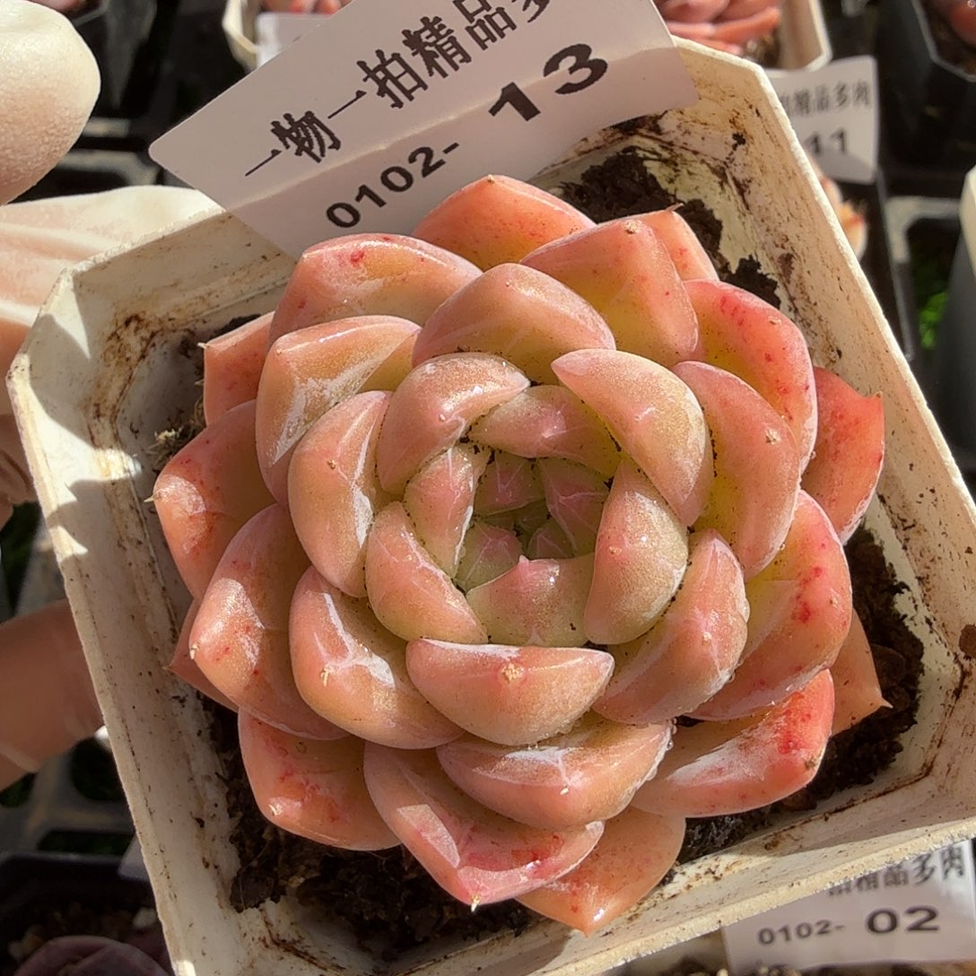 0102-13多肉一物一拍