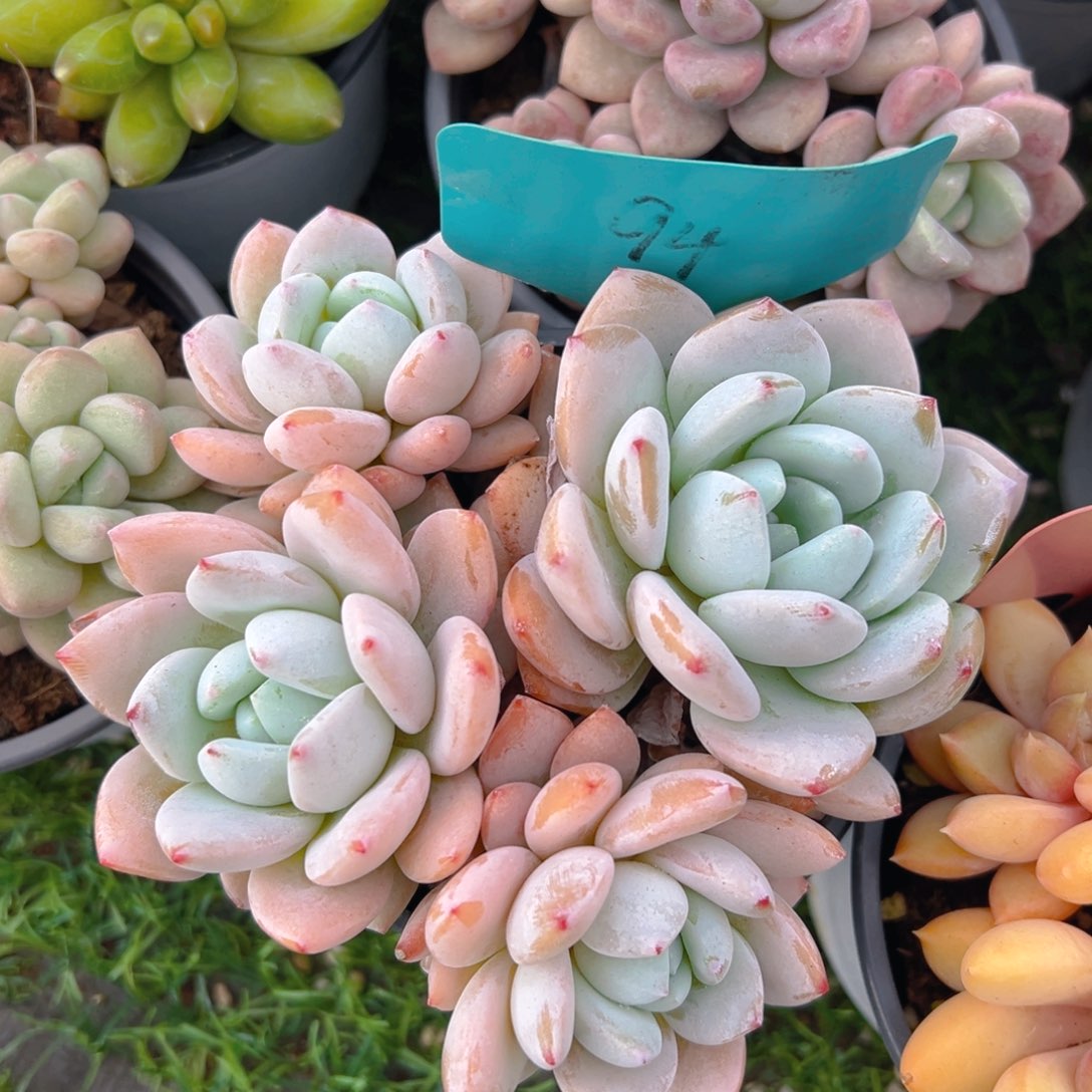 福利来啦打榜啦打榜