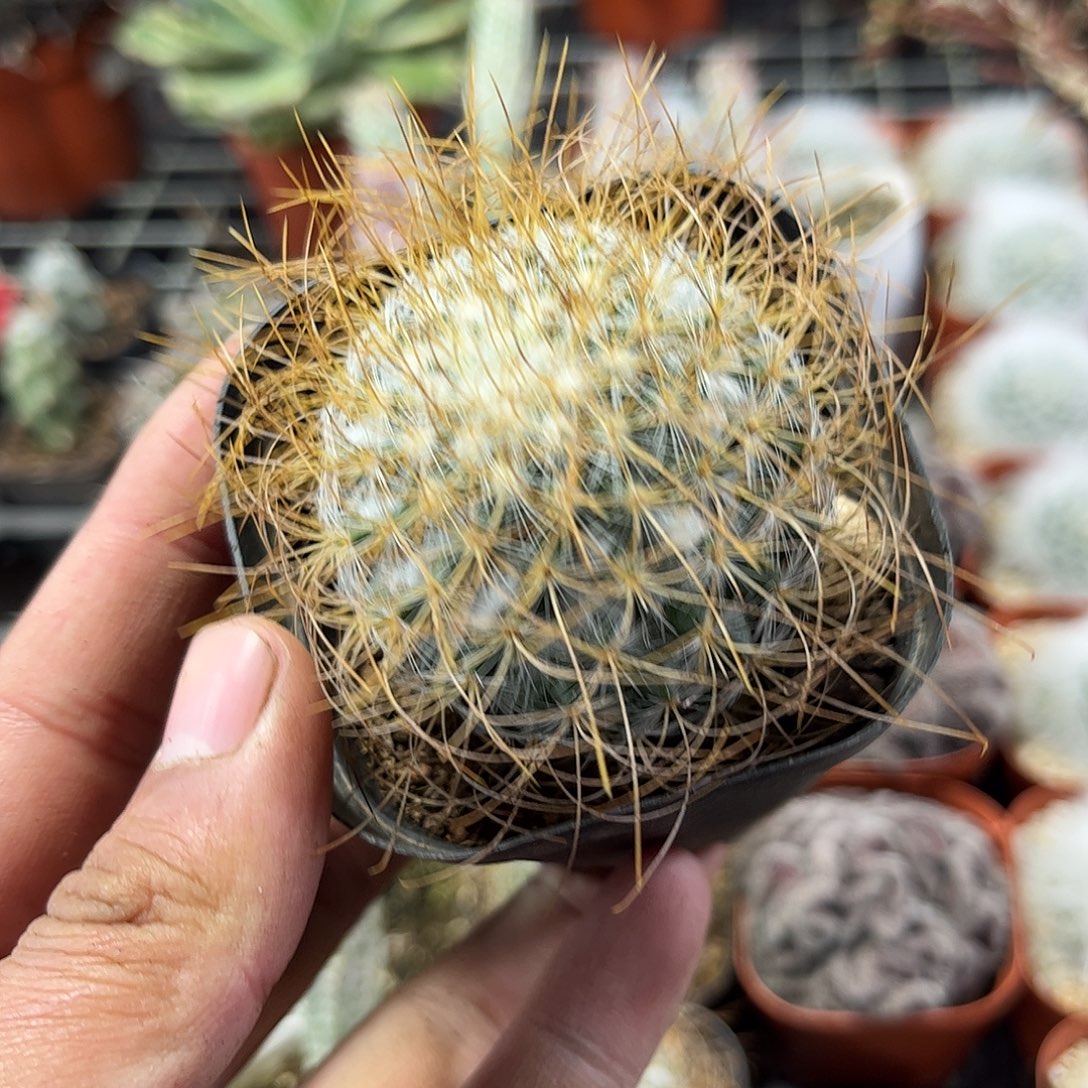 海泉单头发货单头发