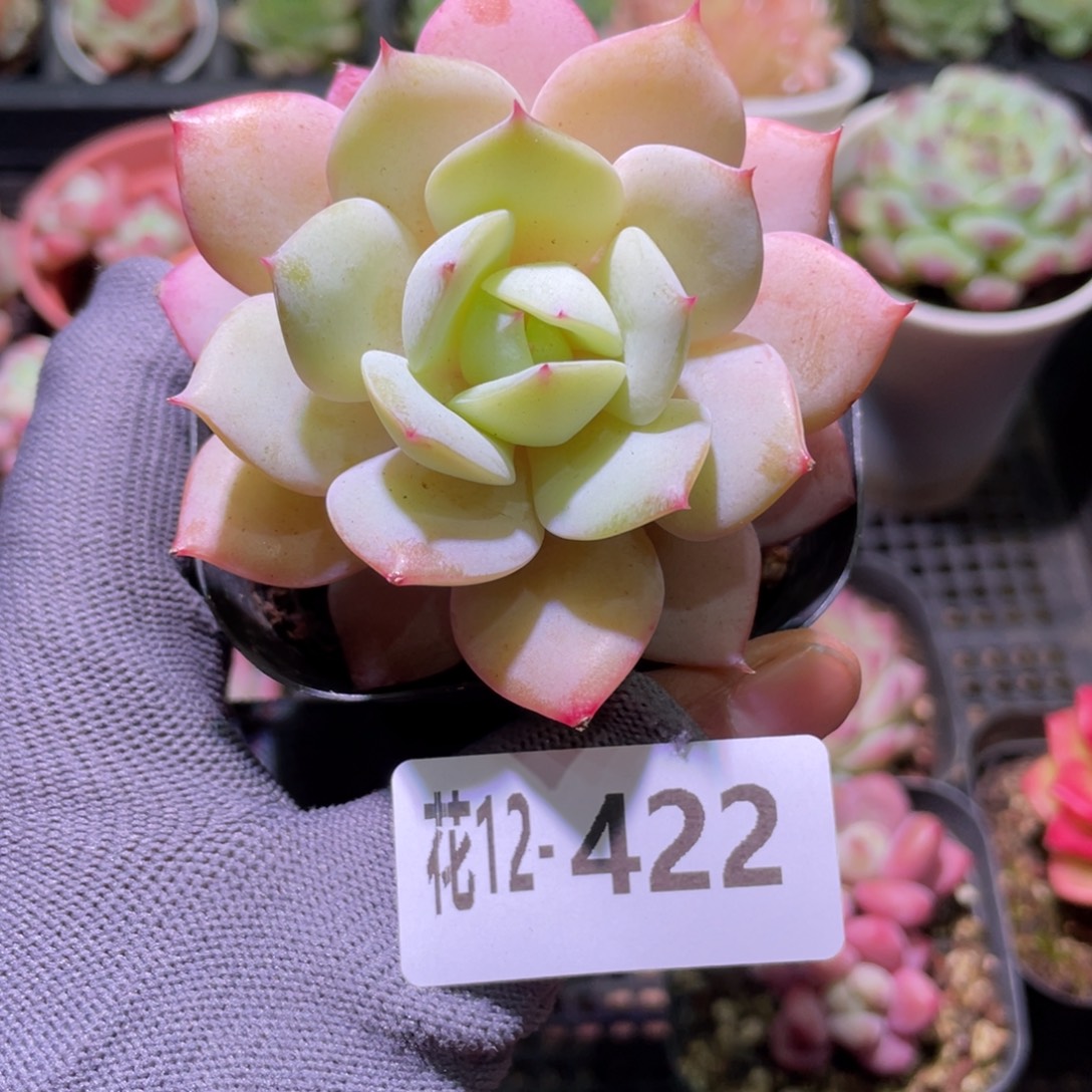 花利美12-422罗琦