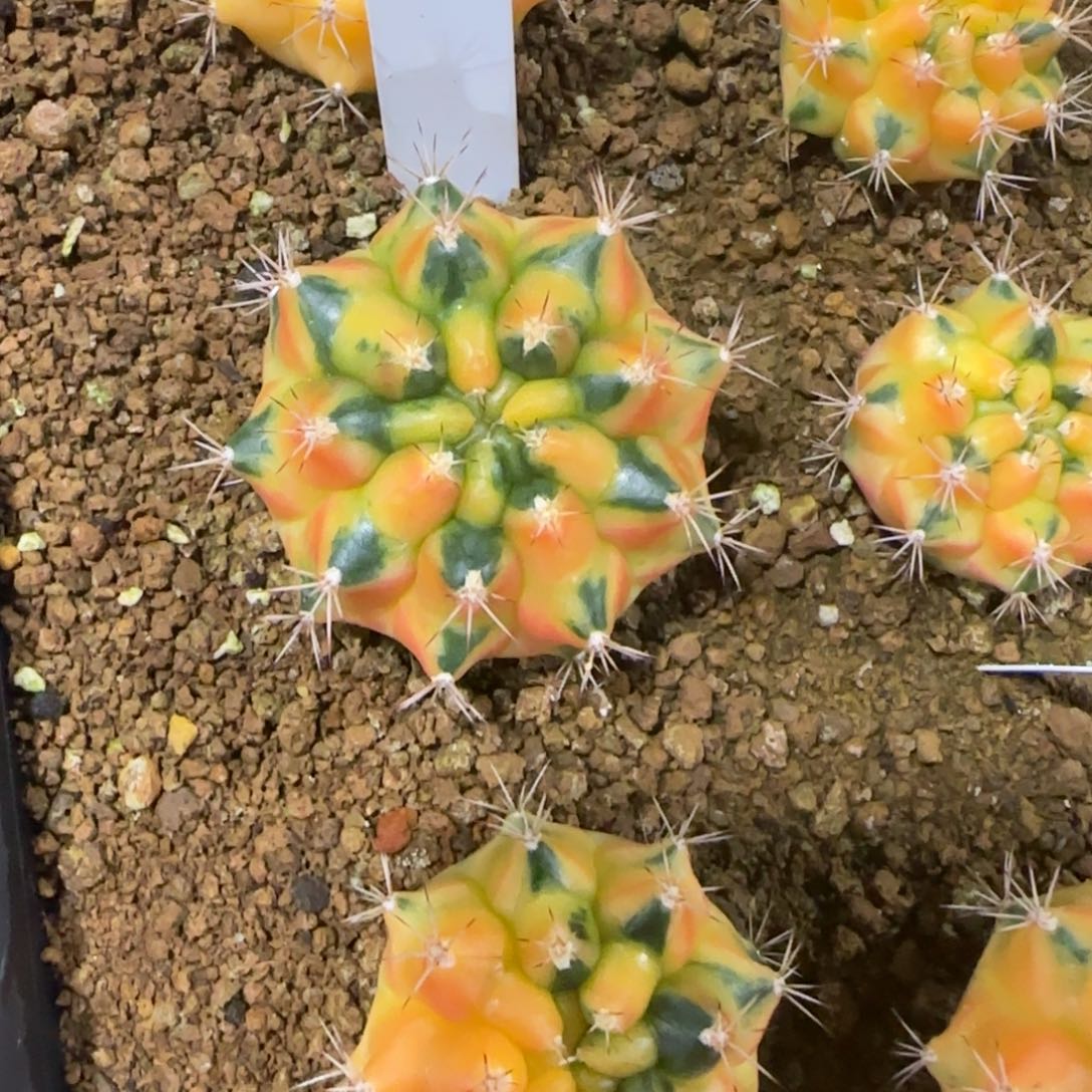 62-0114黄石泰国发货多肉